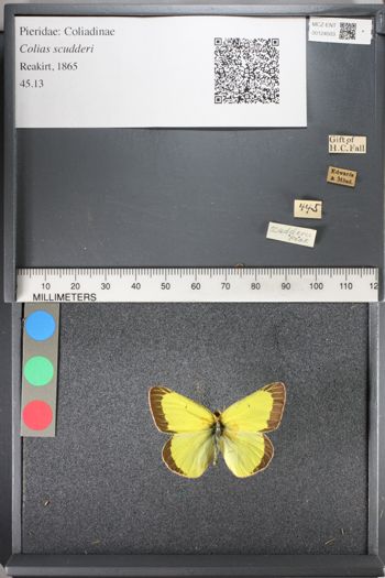 Media type: image;   Entomology 124503